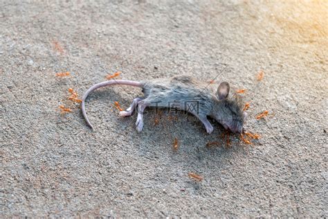 路上看到死老鼠|为什么我在路上看到一只死掉的大老鼠会下意识的突然捂上耳朵？。